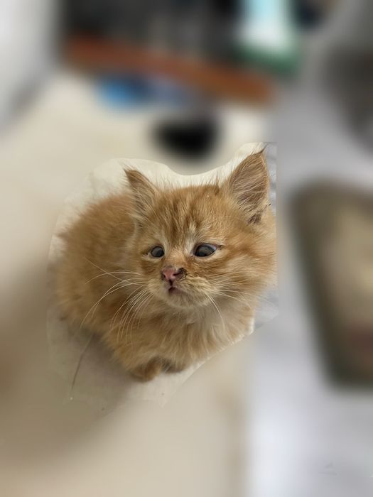 Tekinga qiz mushukcha! Ko’zchasida azgincha niqsoni bor, lekn soglom !