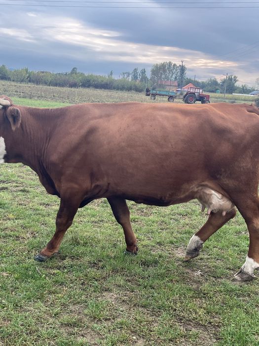 Lot de 13 vaci de lapte inscrise in COP