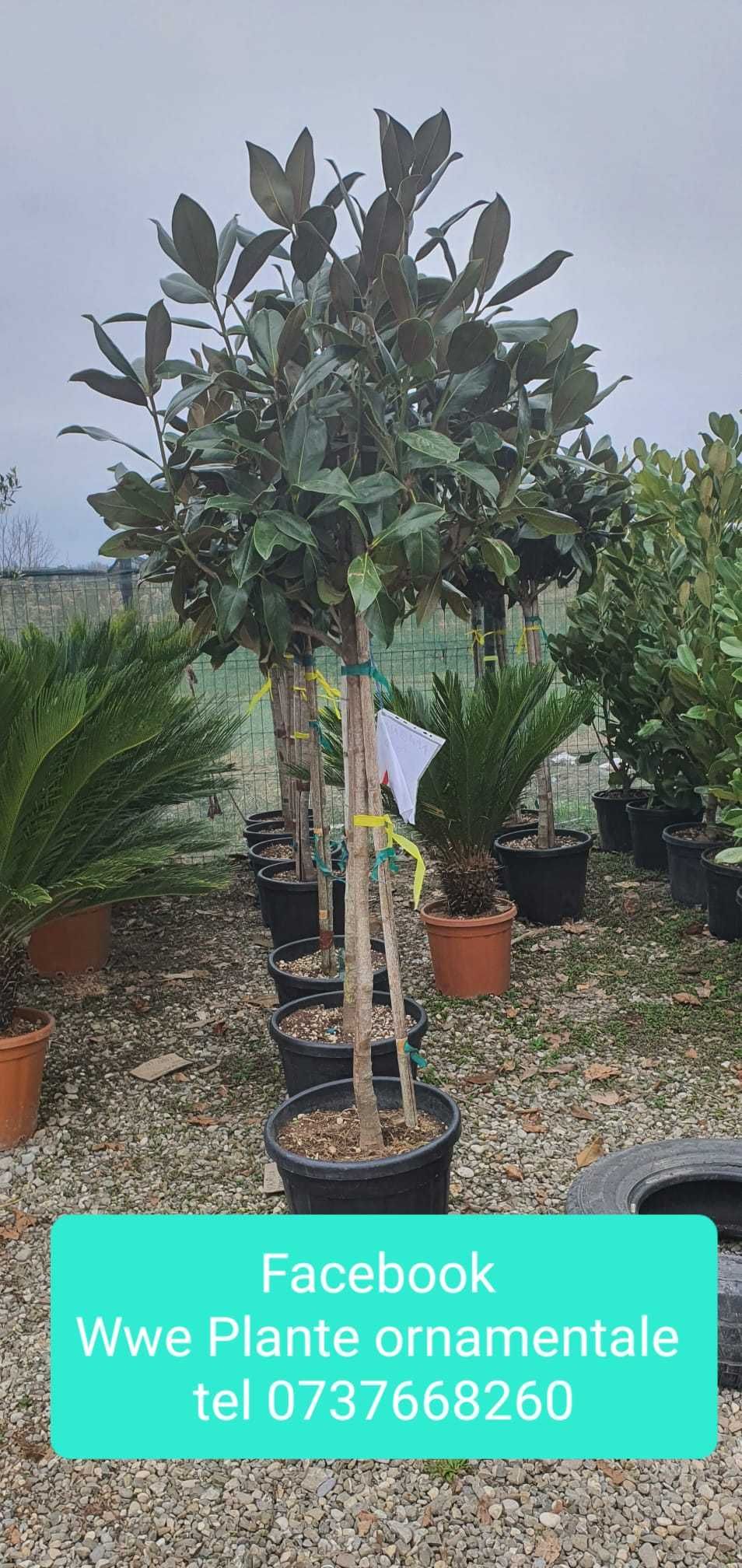 Magnolia Grandiflora Mesteacan, Plante Ornamentale De orice specie