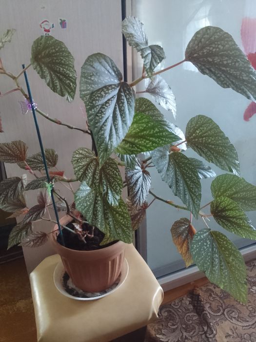 Продам комнатные цветы