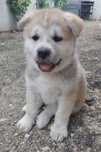 Akita inu Japonez