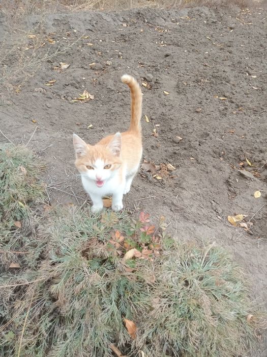 Отдам котят в хорошие руки