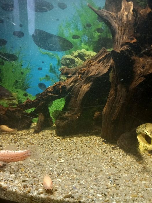 Pesti sanitari diferite specii