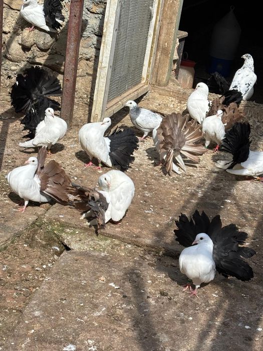 Tineret porumbei voltaţi