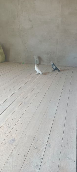 Bir parasisi 150ming PARPOY uchadi