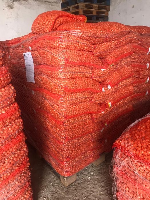 Graunti de pus in pământ arpagic și Lucerna