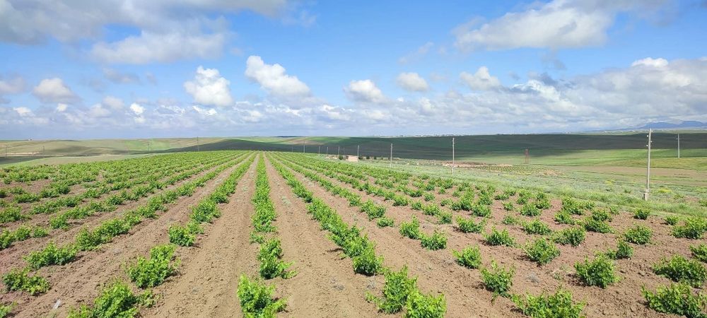 5 yillik tokzorlarimiz srochna sotiladi hosilga kirgan qora uzum