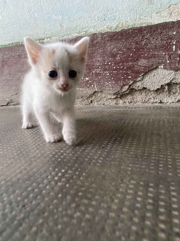 Pisici pentru adoptie