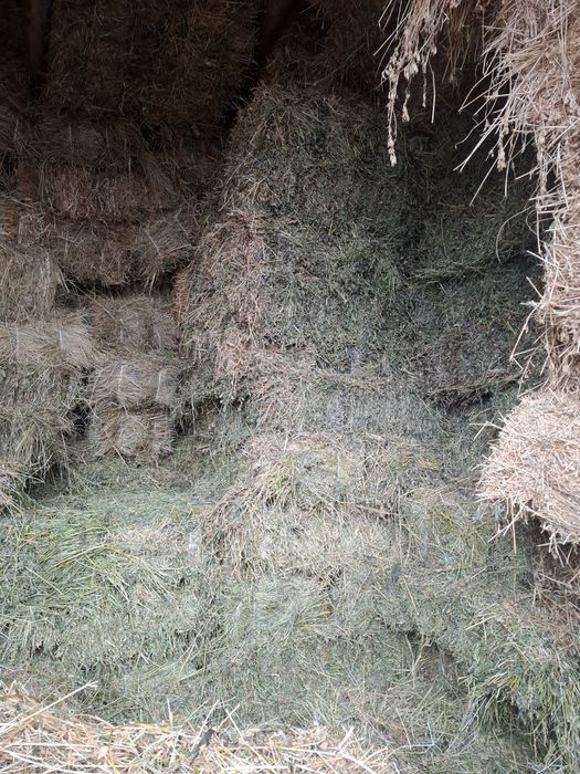 Vând baloti de lucernă