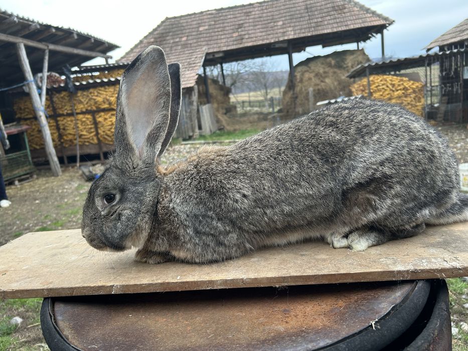 Iepuri  Urias german de vanare