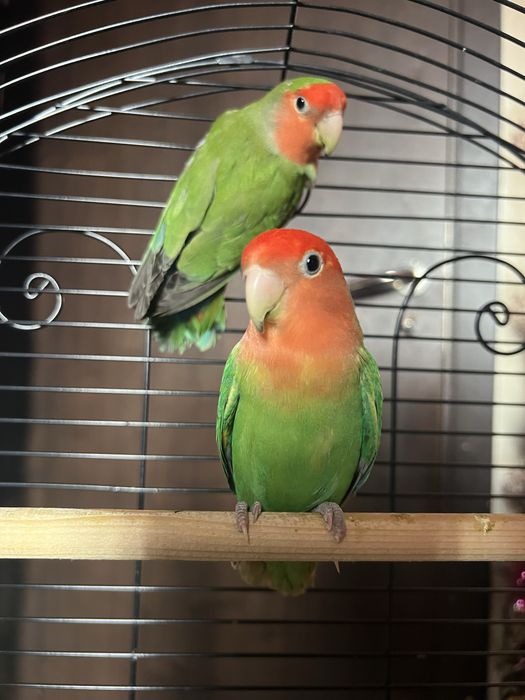 Папагали неразделки