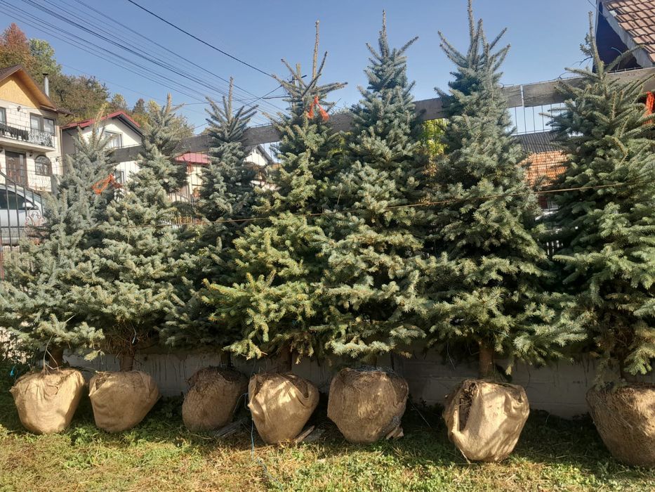 Vând brazi la ghiveci