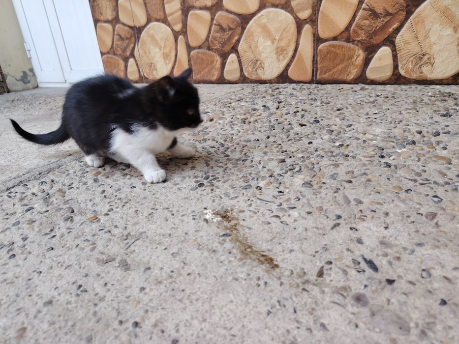 Мушуклар котята бепул даром