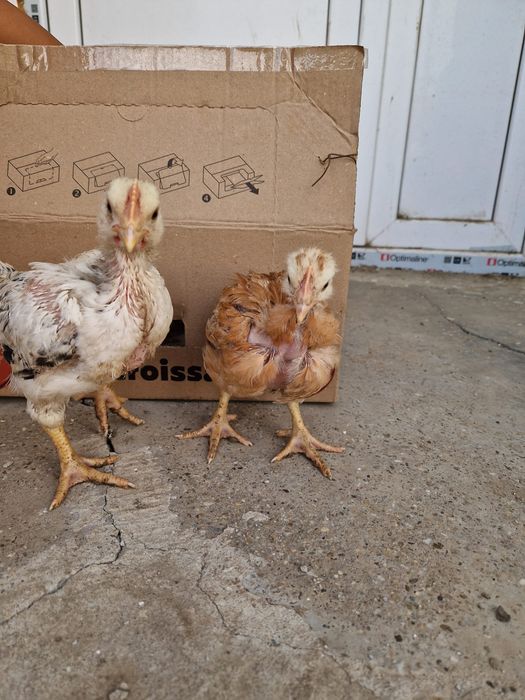 pui de vânzare-judetul Constanta