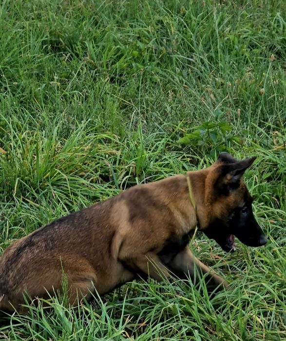 Ciobănesc belgian malinois femela