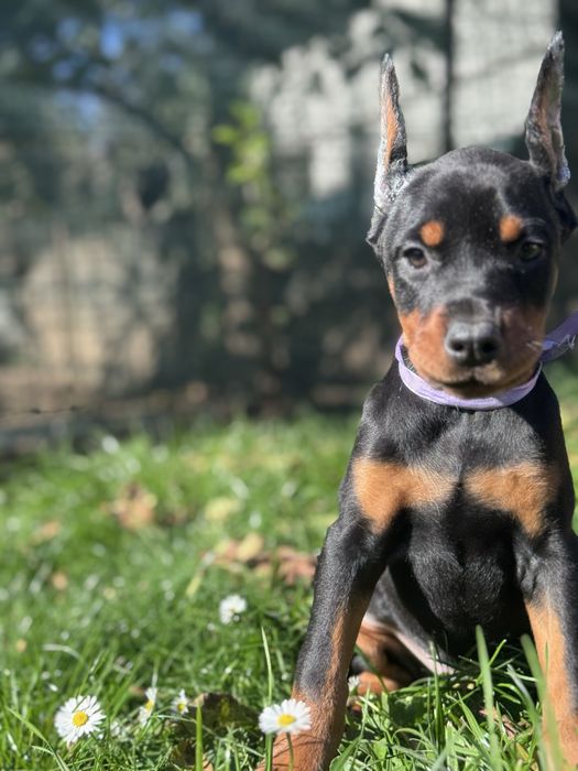 Cățeluș Doberman cu pedigree
