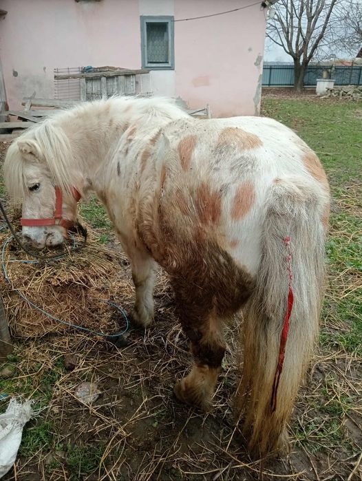 Vând poneita blândă ,