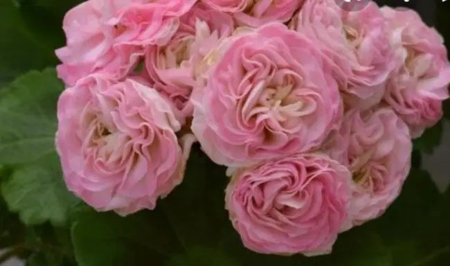 Цветы пеларгония Анна Жаннет