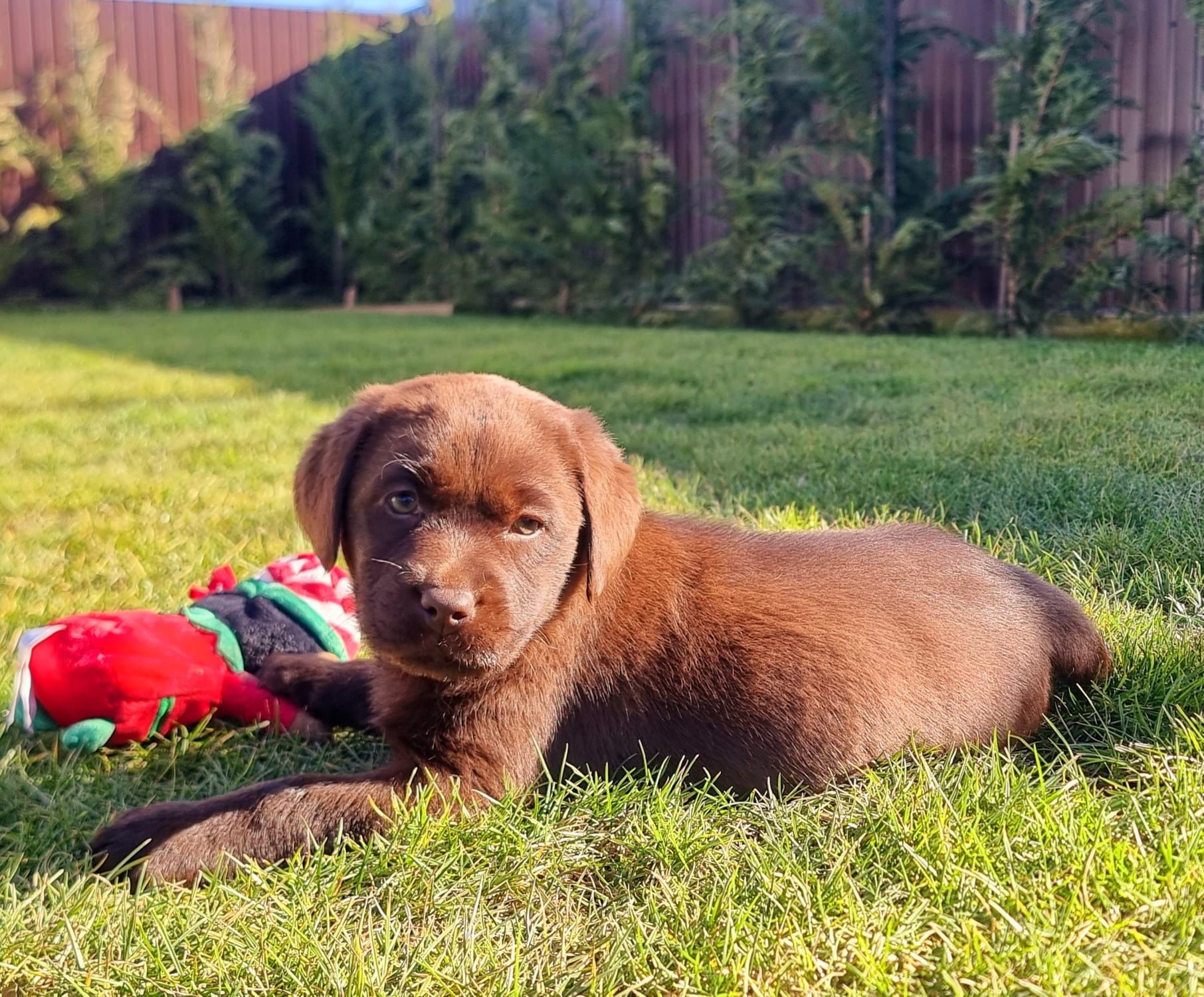 Labrador ciocolatiu