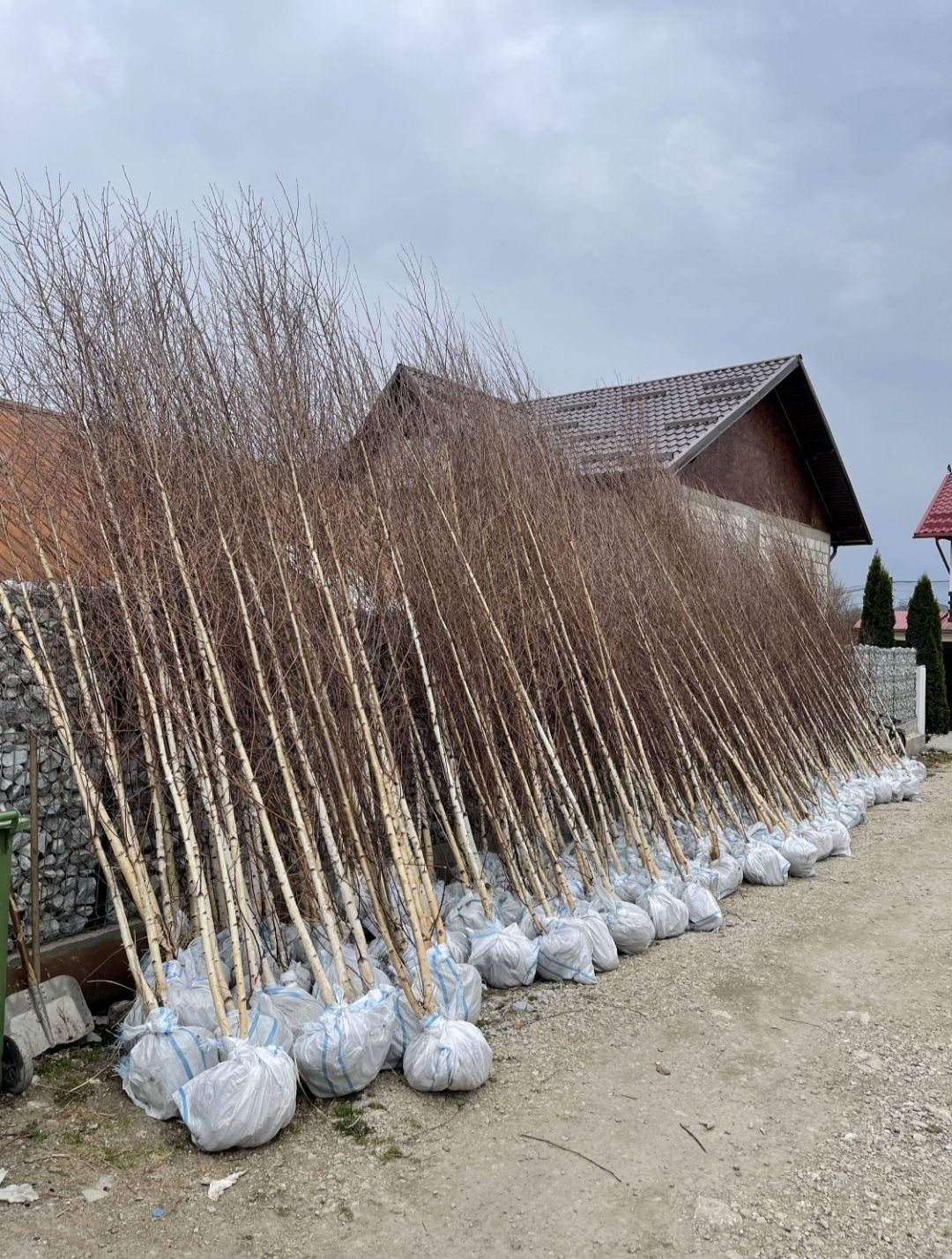 Mesteacăn coaja alba 2m-5m/ tei, stejar, platan, carpen, pawlonia, etc