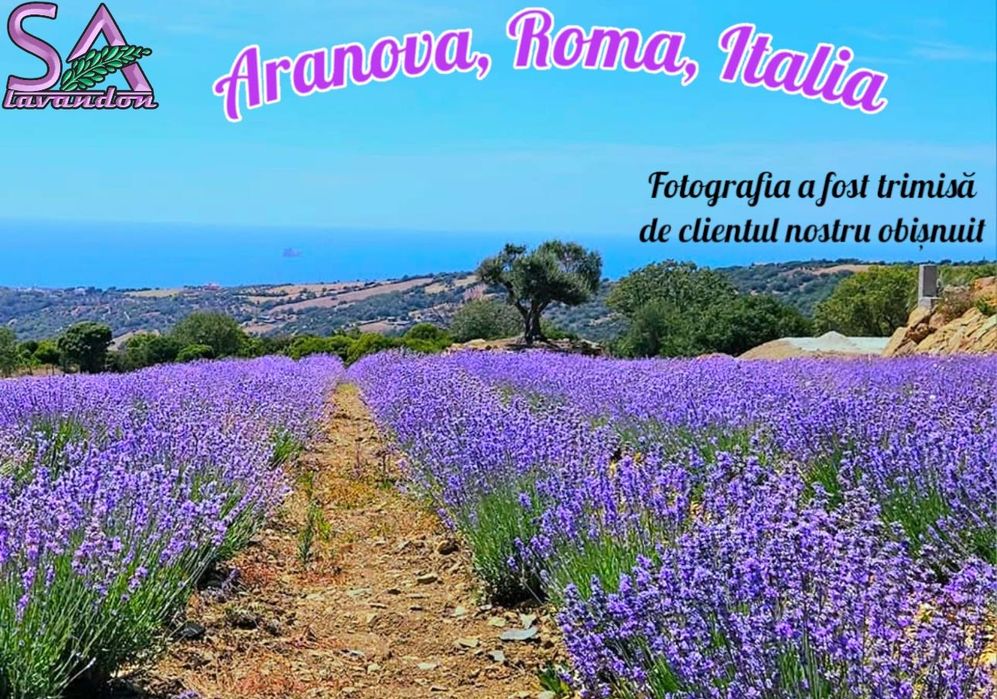 Lavanda si Trandafiri de Dulceata