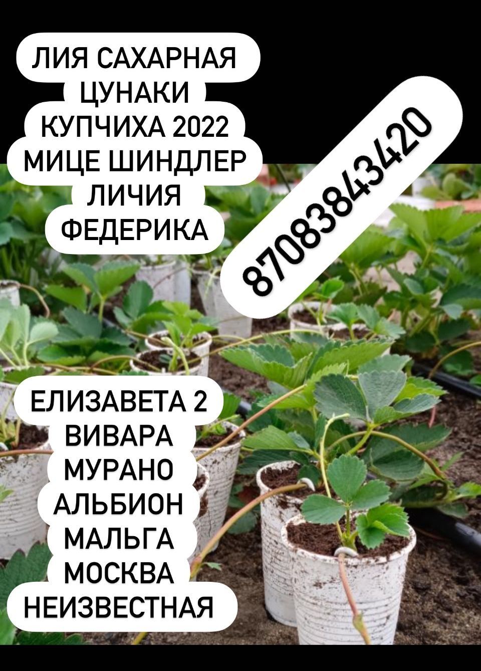 Продам рассаду клубники