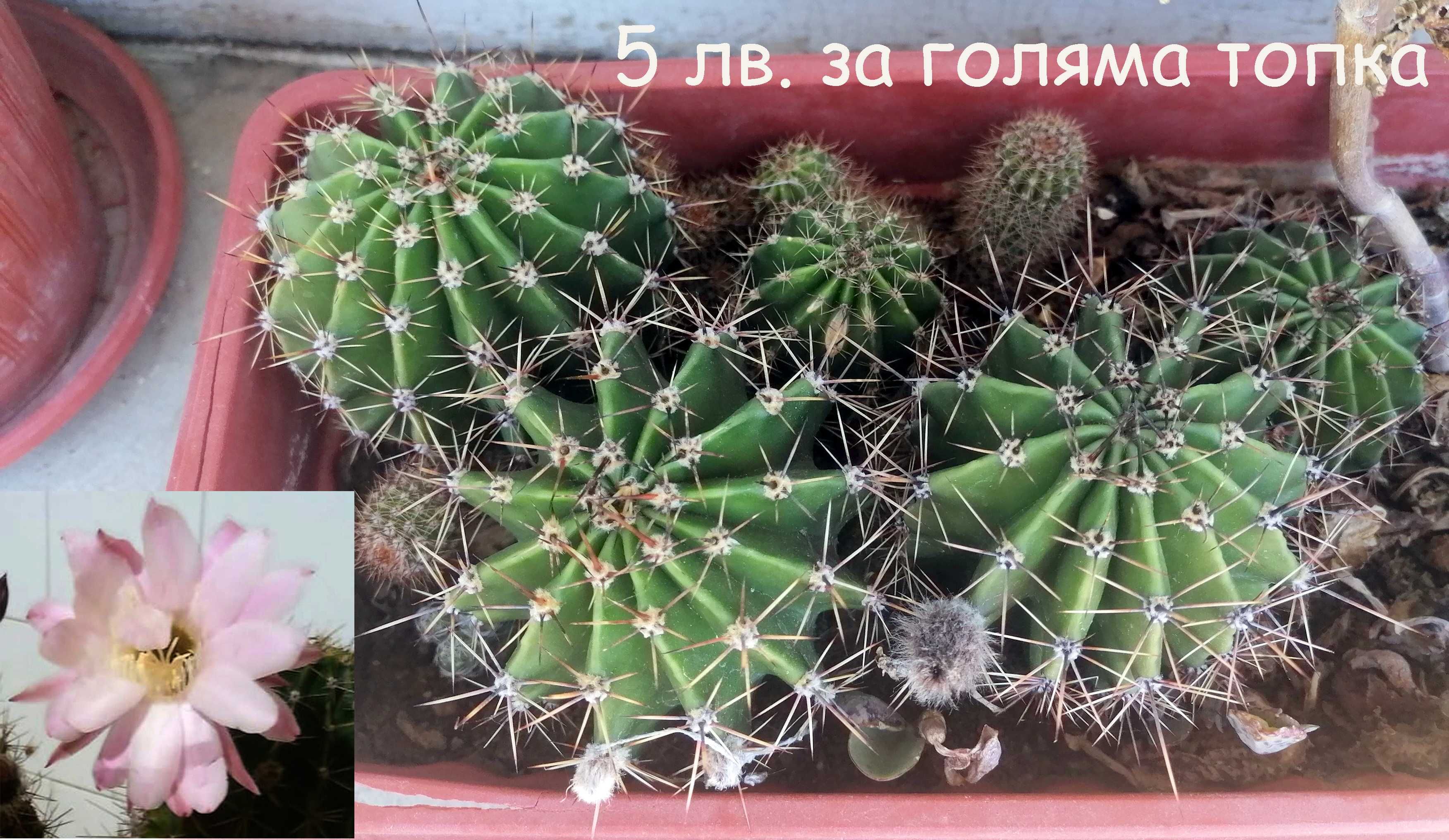 Кактуси ехинопсис