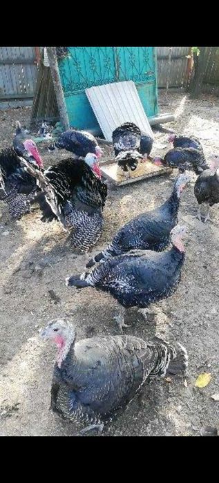 Se vand curci-400 lei pe bucată!Lihulești,com Berlești, județul Gorj!