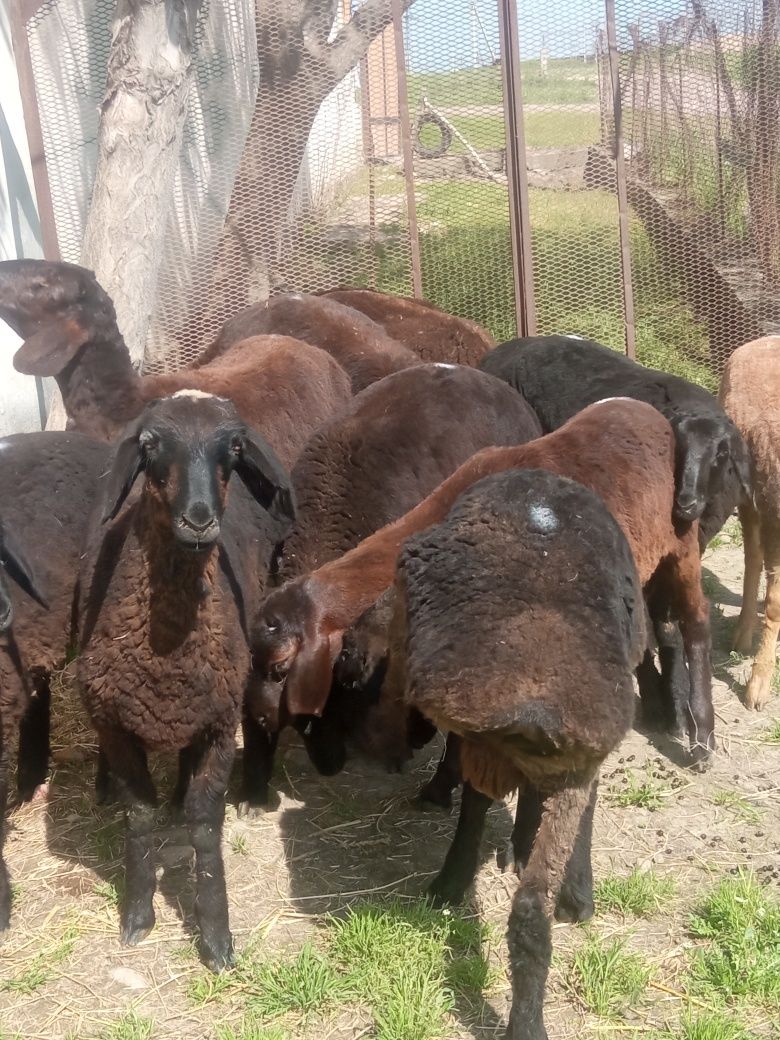 Qochqorlar sotiladi bizda xar qanday turdagi