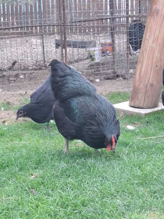 Vând găini australorp