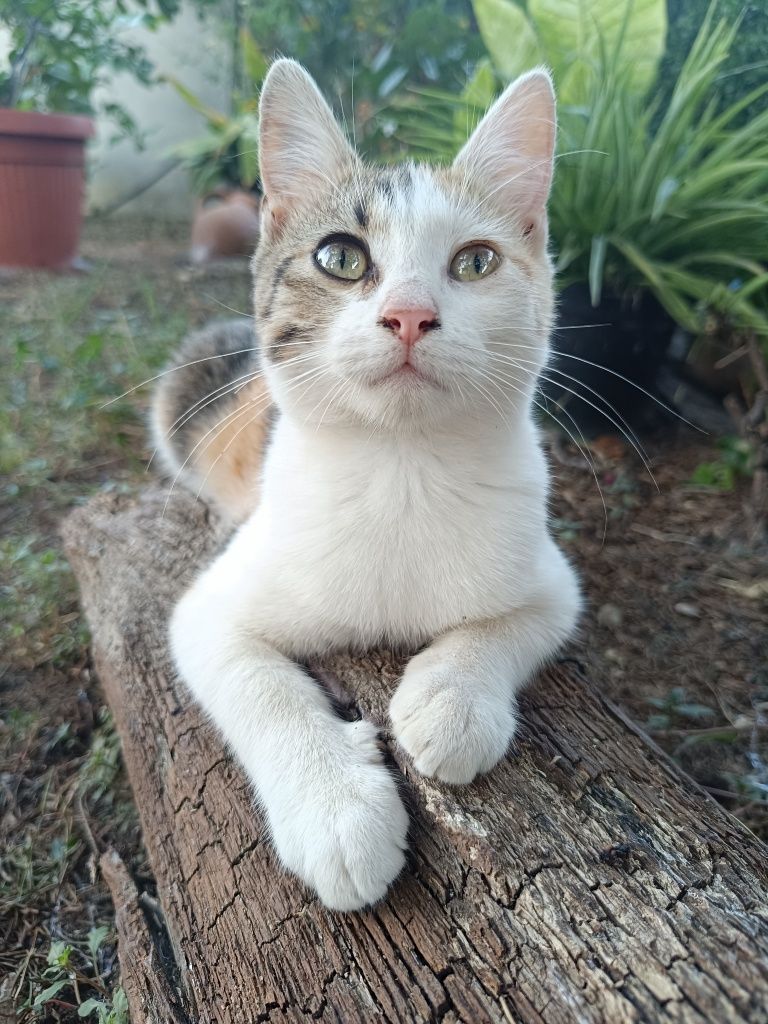 Котета на 4-5 месеца