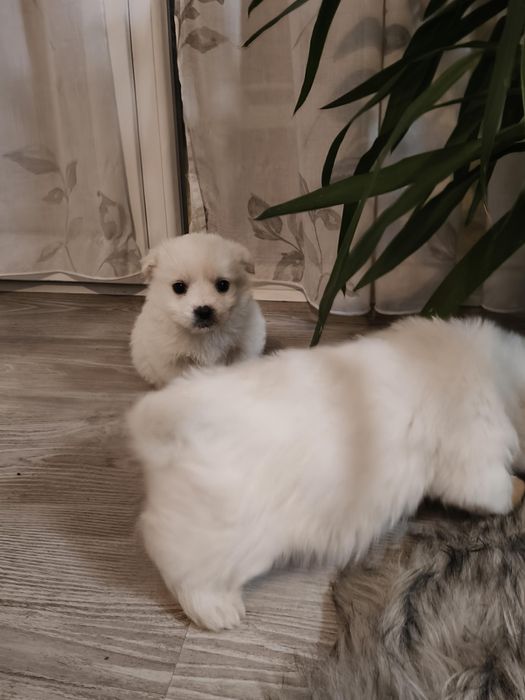 ADOPȚIE URGENTĂ: 4 Pui de Câine Albi, Jucăuși, Gata de Plecare