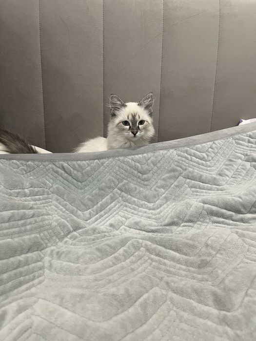 Отдам котенка в добрые руки