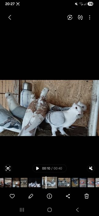 Porumbei satineti de vanzare