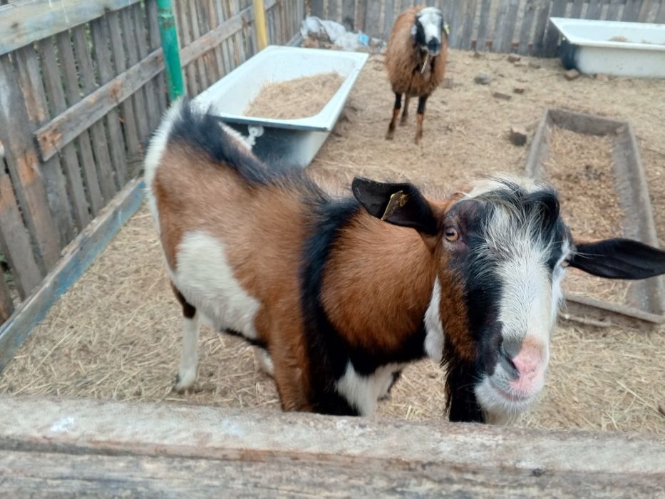 Продам породистого козла