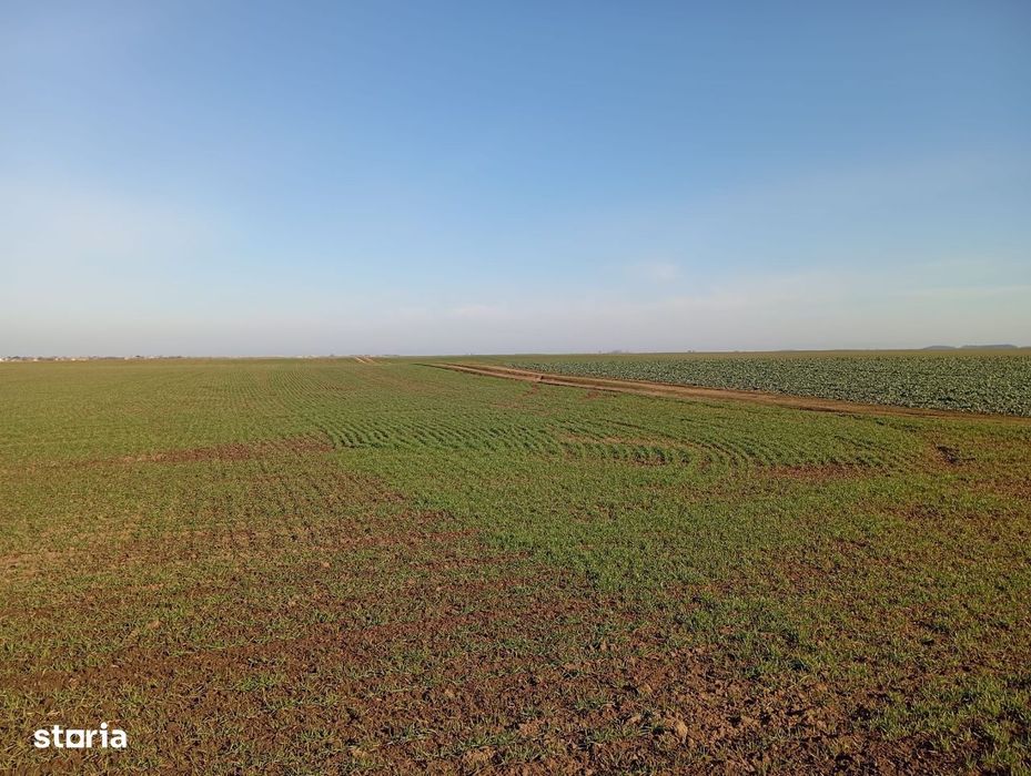 Teren agricol in Curtici