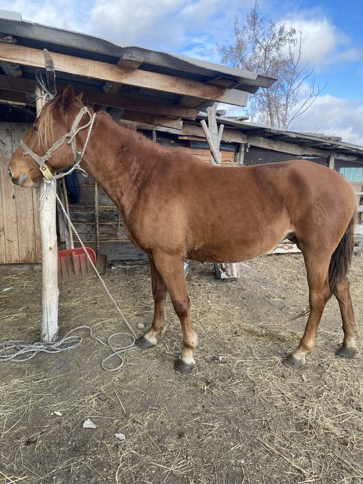 Продам лошадь (кобылу) 3-х лет
