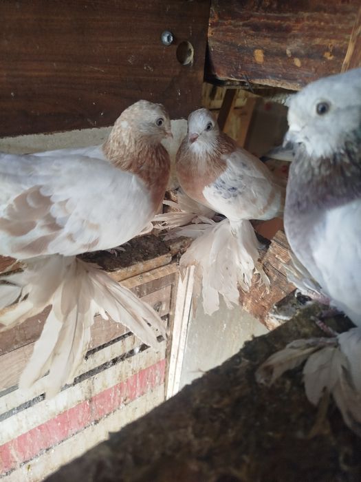 Продам голубеи разных