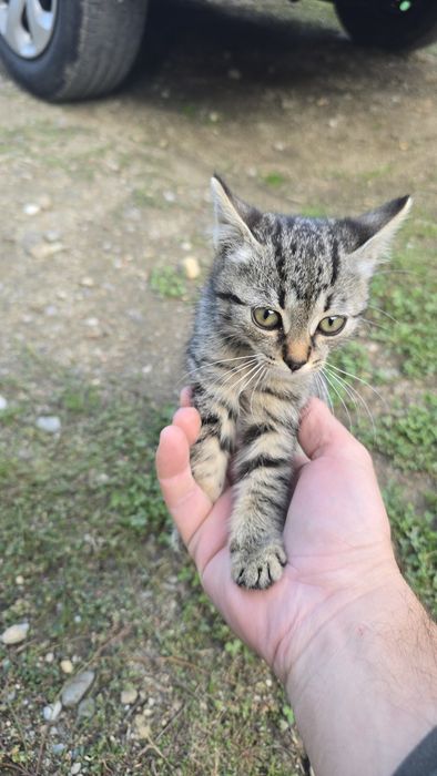 Donez ofer spre adopție  Pui Pisica