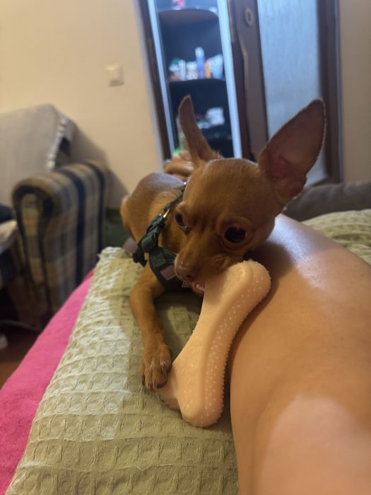 Petsitter/cazare animalute