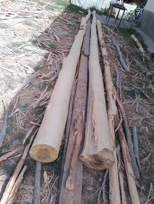 Yangi toʻsinla sotiladi Chirchiq da