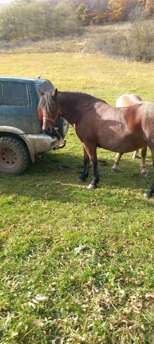 Iapa și manza.      .