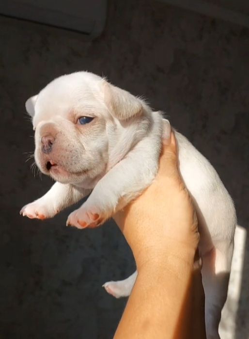 Французский бульдог