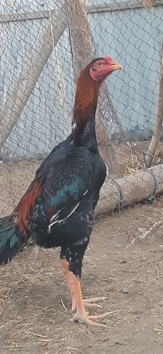 dakan  jo'jalar sotiladi