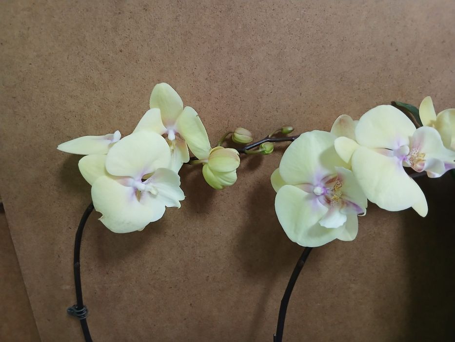 Орхидеи высота 55см