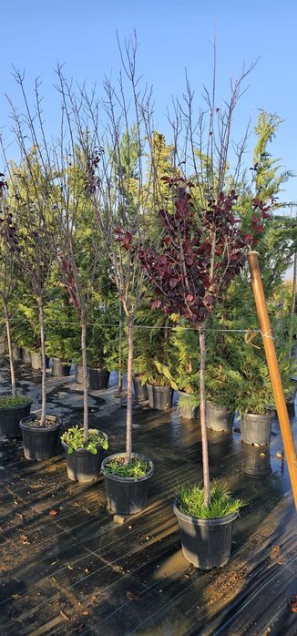 Mesteacan Artar Castan Salbatic Artar Norvegian Fag Arbore de fier etc