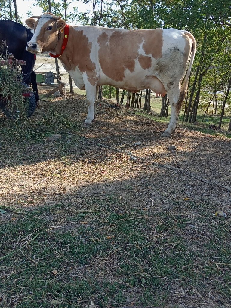 Guști kbkgyibnkpi654