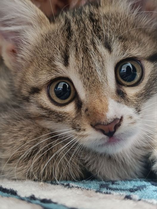 Котёнок мальчик,  отдам в добрые руки