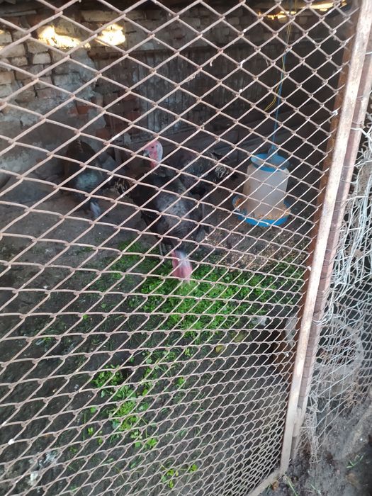 Продавам Домашни Пуйки!