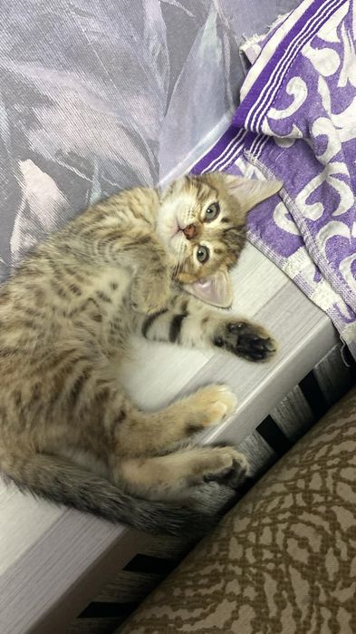 Отдам котенка в добрые руки